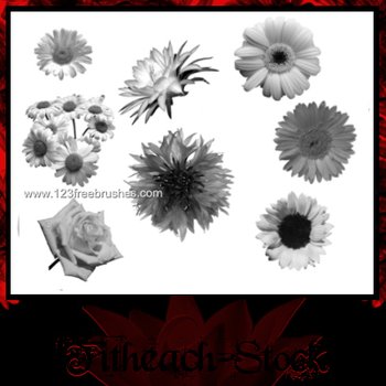 Gerbera Daisy
