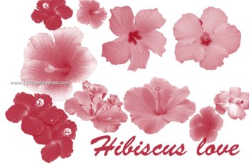 Hibiscus
