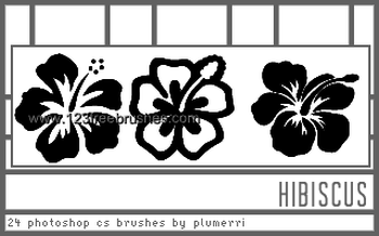 Hibiscus Flowers