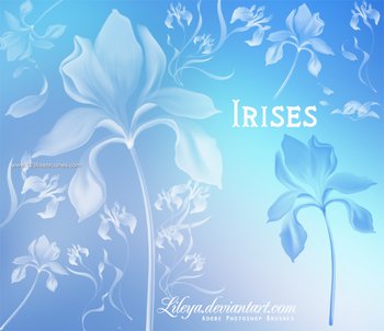 Iris Flower