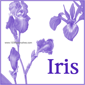 Iris Flowers