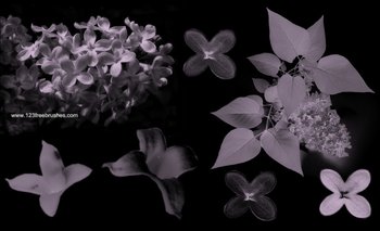 Lilac Flowers