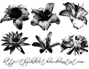 Lily