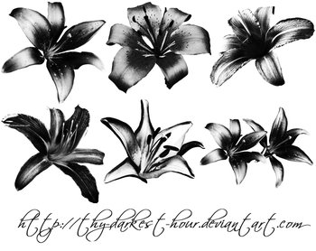 Lily