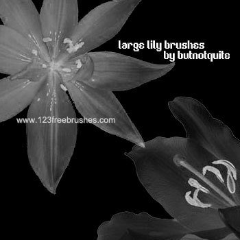 Lily