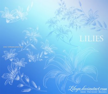 Lily Flowers
