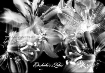 Lily Flowers