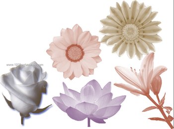 Magic Flower