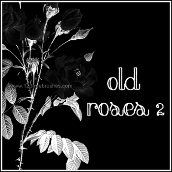 Old Rose