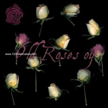 Old Roses