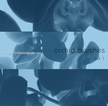 Orchid