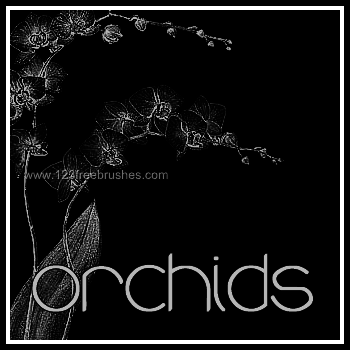 Orchid