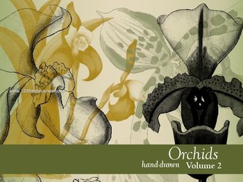 Orchid