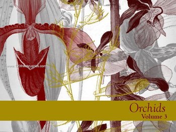Orchid