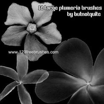 Plumeria