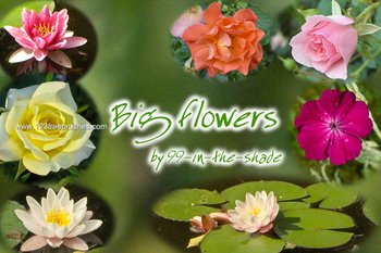 Rose and Lily Flowers