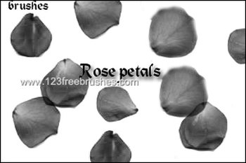 Rose Petal