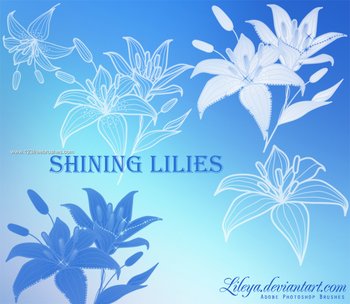Shining Lilies