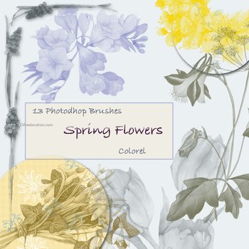 Spring Flowers