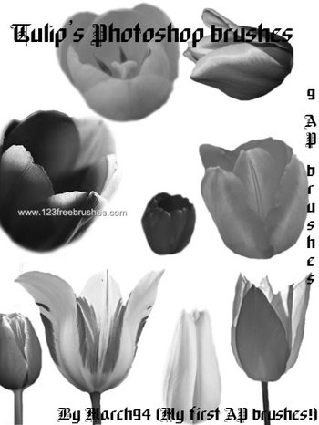Tulip
