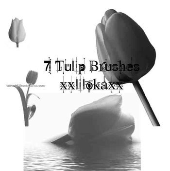 Tulip