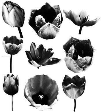 Tulip Flower