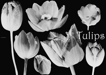 Tulip Flowers
