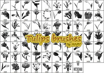 Tulips