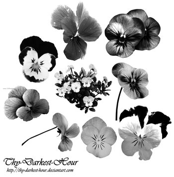 Viola Flower