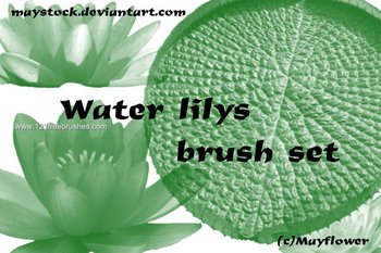 Water Lily