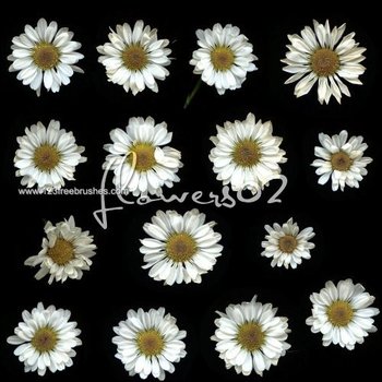 White Daisy Flowers