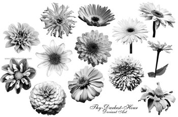 Zinnia and Gerbera Daisy Flowers