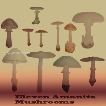 Mushrooms 1