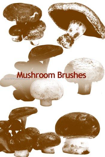 Mushrooms 7
