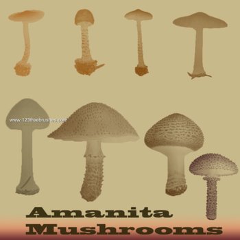 Mushrooms