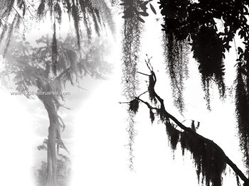 Spanish Moss Tree