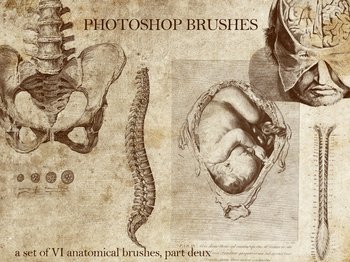 Anatomical