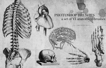 Anatomical