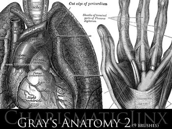Anatomy