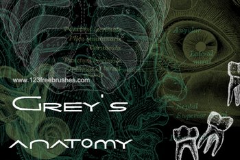 Anatomy