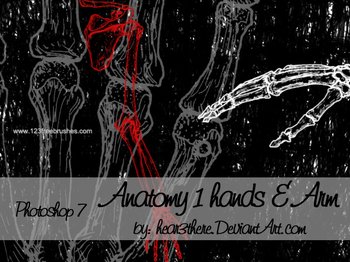 Anatomy