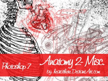 Anatomy