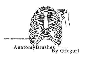 Anatomy