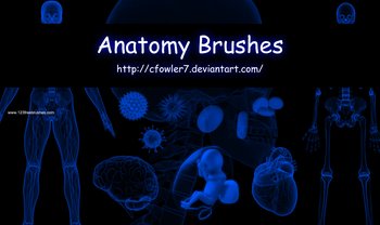 Anatomy