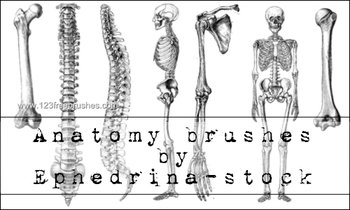 Anatomy