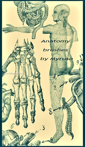 Anatomy