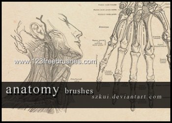 Anatomy