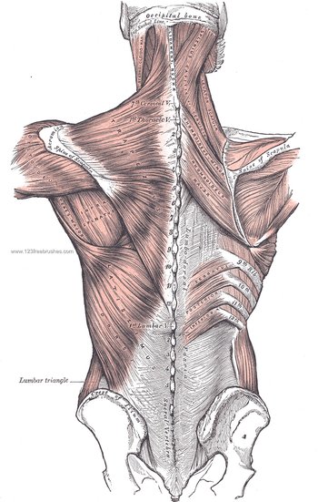 Anatomy
