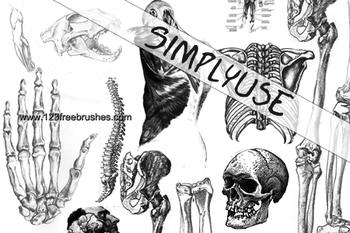 Anatomy Lesson