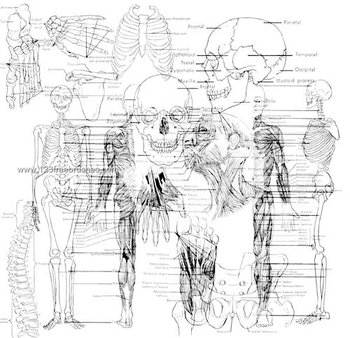 Anatomy Stock